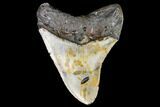 Fossil Megalodon Tooth - North Carolina #109002-2